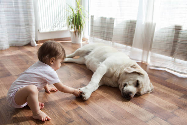 Kid playing with dog | Fredericks Floor covering